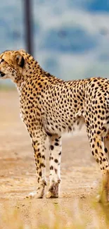 Cheetah standing on a dirt road in the wild.