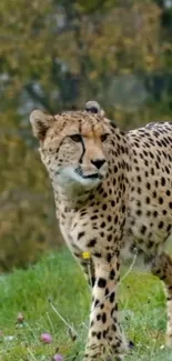 Cheetah standing on green grass with blurred forest background.