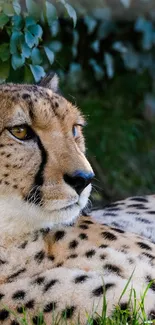 Cheetah resting under foliage with vibrant greenery.