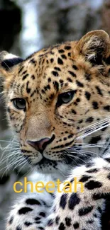 Close-up of a cheetah with striking spotted fur resting.