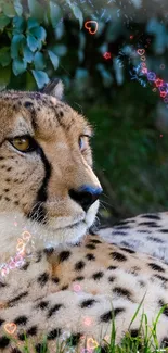 A relaxing cheetah amidst greenery in a serene natural setting.