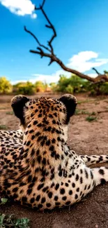 Cheetah resting in a picturesque savannah with a clear blue sky.