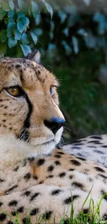 Cheetah resting amid green foliage, showcasing tranquility.