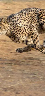 Cheetah sprinting across a dusty savanna.