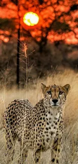 Cheetah standing in grass with a vibrant sunset sky behind.