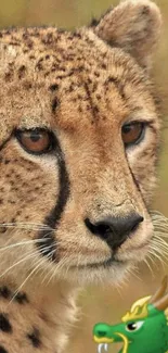 Close-up of cheetah with dragon emblem in corner.