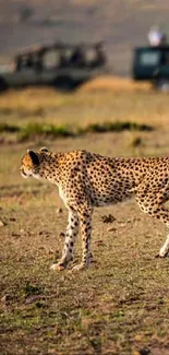 Two cheetahs walking on the African plains with safari vehicles in the background.