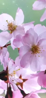 Cherry blossoms in soft pink hues with gentle petals on a pastel background.