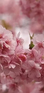 Cherry blossoms with pink petals creating a serene and elegant backdrop.