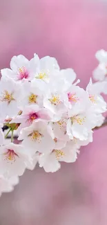 Cherry blossoms with a light pink background