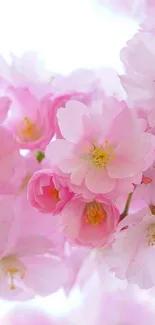 Delicate pink cherry blossoms for mobile wallpaper.