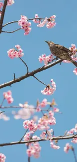 Bird perched on cherry blossom branch with blue sky background.