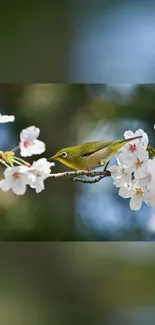 Bird perched on cherry blossom branch in serene nature scene.