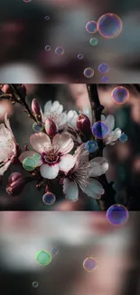 Cherry blossoms with floating bubbles on mobile wallpaper.