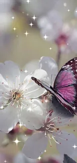 Purple butterfly on a white cherry blossom.