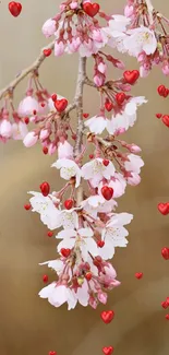 Cherry blossom branch with red hearts on a blurred background.