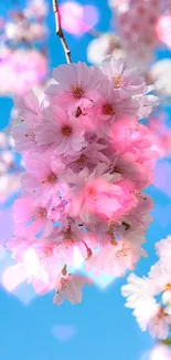 Cherry blossom branches with pink flowers against a blue sky.