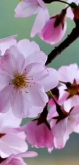 Close-up of cherry blossoms on a tree branch with soft pink petals.