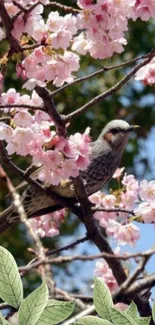 Bird perched among cherry blossoms with a clear sky.