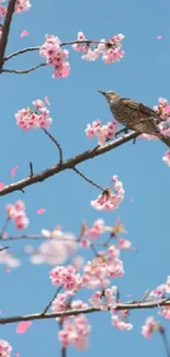 Bird on cherry blossom branches with a clear blue sky background.