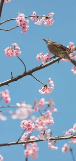 Cherry blossom tree with a bird perched on a branch against a blue sky.