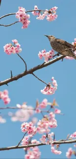 Bird perched on cherry blossom branch against blue sky.