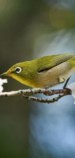 Bird perched on cherry blossom branch with pink and white flowers.