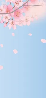 Pink cherry blossoms on blue sky wallpaper.