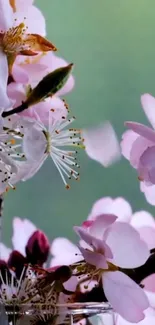 Delicate pink cherry blossoms with green background.