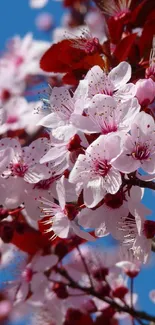 Cherry blossoms with vibrant pink petals against a blue sky.