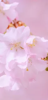 Soft pink cherry blossom wallpaper with delicate petals.