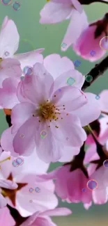 Cherry blossoms with pink petals and soft green background.