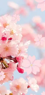 Cherry blossoms with a clear blue sky background, perfect for mobile wallpaper.