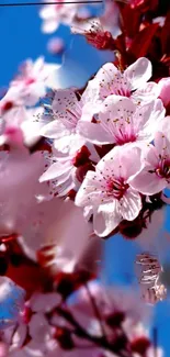 Cherry blossom flowers with pink petals against a clear blue sky.