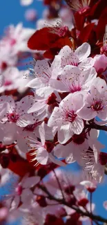 Cherry blossom flowers with pink petals against a bright blue sky.