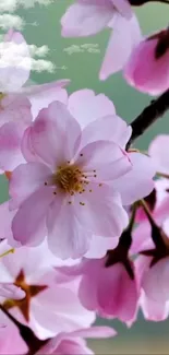 Cherry blossoms in full bloom with a serene background.