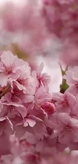 Blooming cherry blossom wallpaper in pink hues.