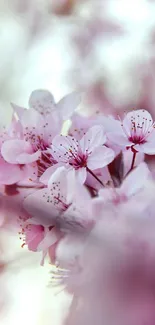 Cherry blossom flowers in soft pink hues create a serene mobile wallpaper.