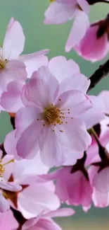 Delicate cherry blossoms in soft pink hues.