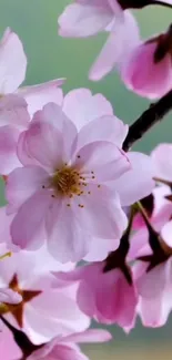 Cherry blossom branches with pink flowers.