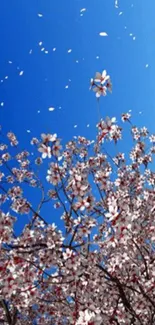 Cherry blossom tree under a blue sky with floating petals.