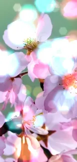 Cherry blossom wallpaper with bokeh effect and soft pink hues.