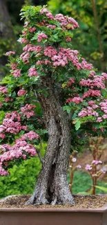 Cherry blossom bonsai with pink flowers in a pot.