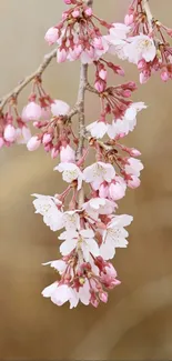 Cherry blossom branch with pink flowers against a blurred background.