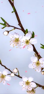 Cherry blossom branches on a light blue background for mobile wallpaper.