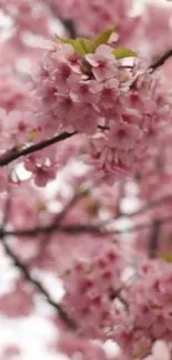 Pink cherry blossoms close-up on a tree branch.