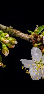 Cherry blossom branch with white flowers on black background.