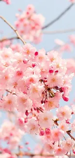 Cherry blossoms on branches with a blue sky background.