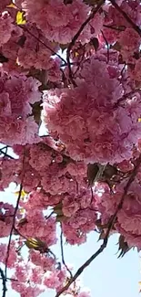 Cherry blossoms in full bloom on a sunny day.