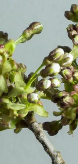 Cherry blossom buds against gray background showcasing spring renewal.